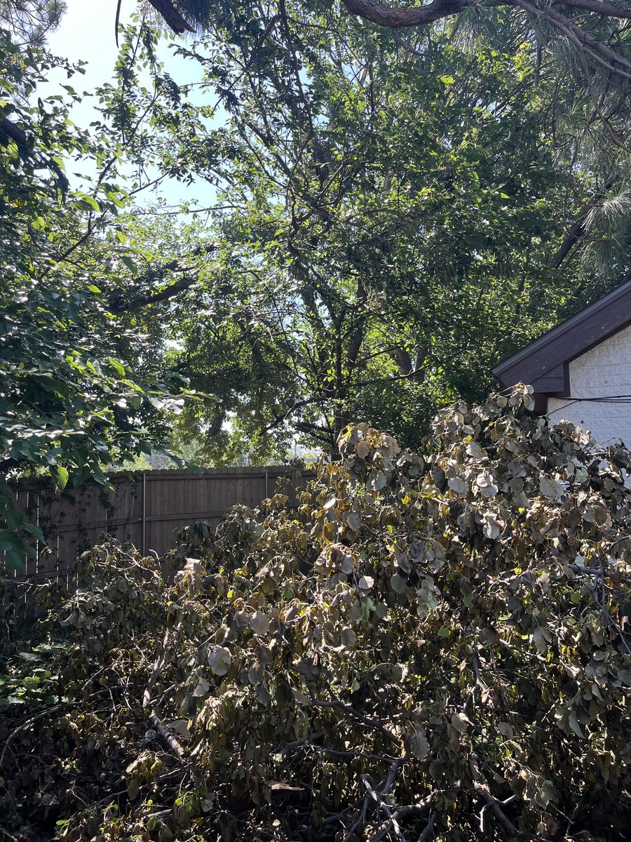 A felled tree and cut brush stacked against a wood fence ready to be hauled off.