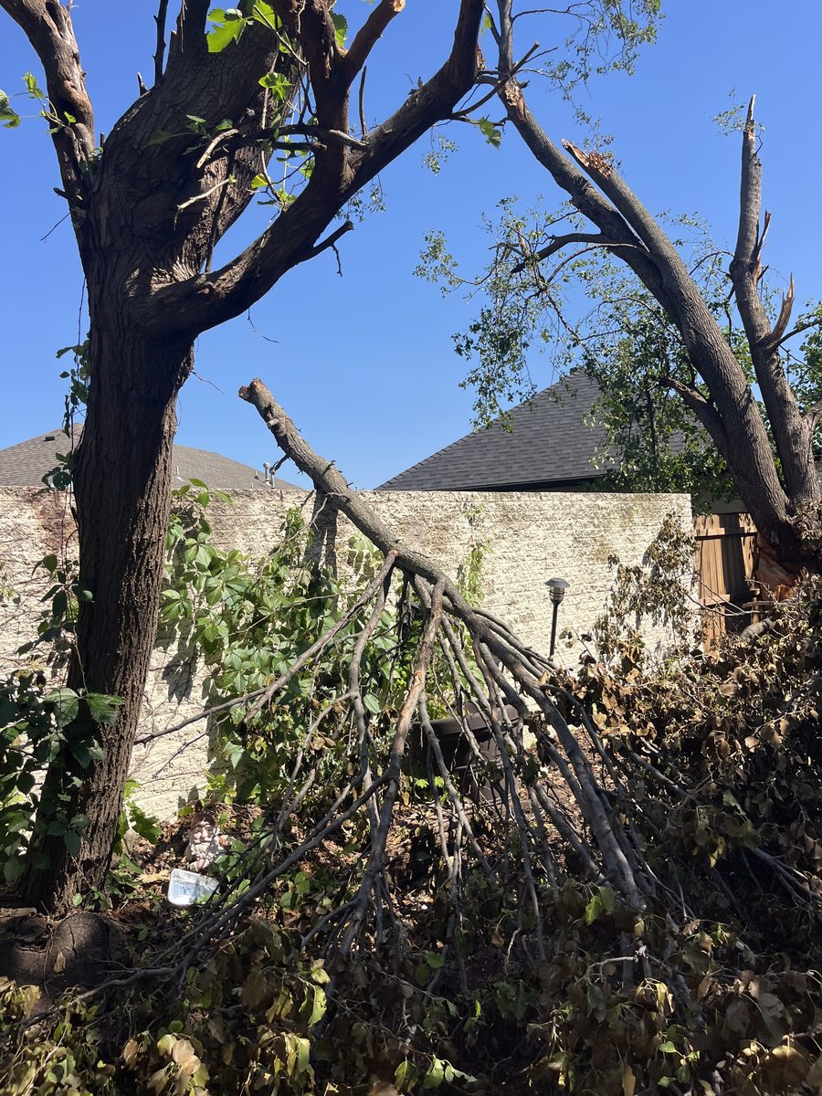 A tree trunk snapped and torn open by storm winds, with a heavy limb down across a limestone wall.