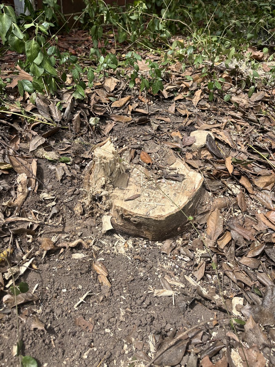 A stump ground down flush to the soil, surrounded by grindings and chips.