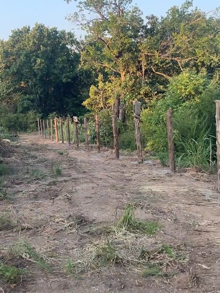 A cleared and graded fence line with freshly set cedar posts running into the distance, with dense uncleared brush standing immediately either side.