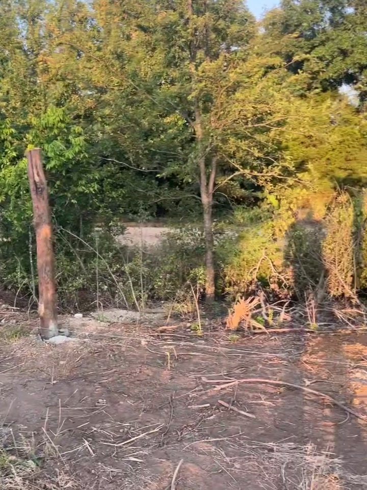A cleared and graded fence line with freshly set cedar posts running away from camera, brush standing either side.