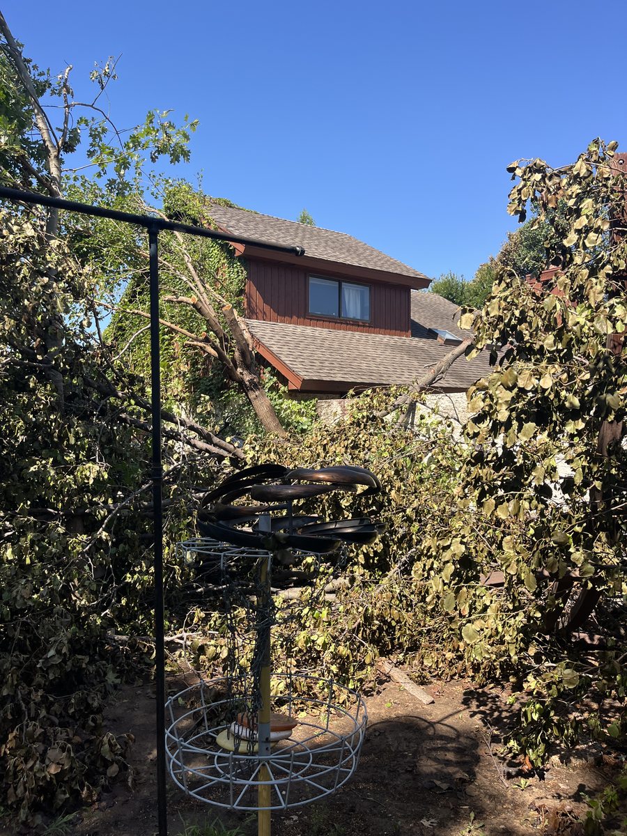 Storm-downed limbs and broken branches lying across a residential back yard behind a two-storey house.