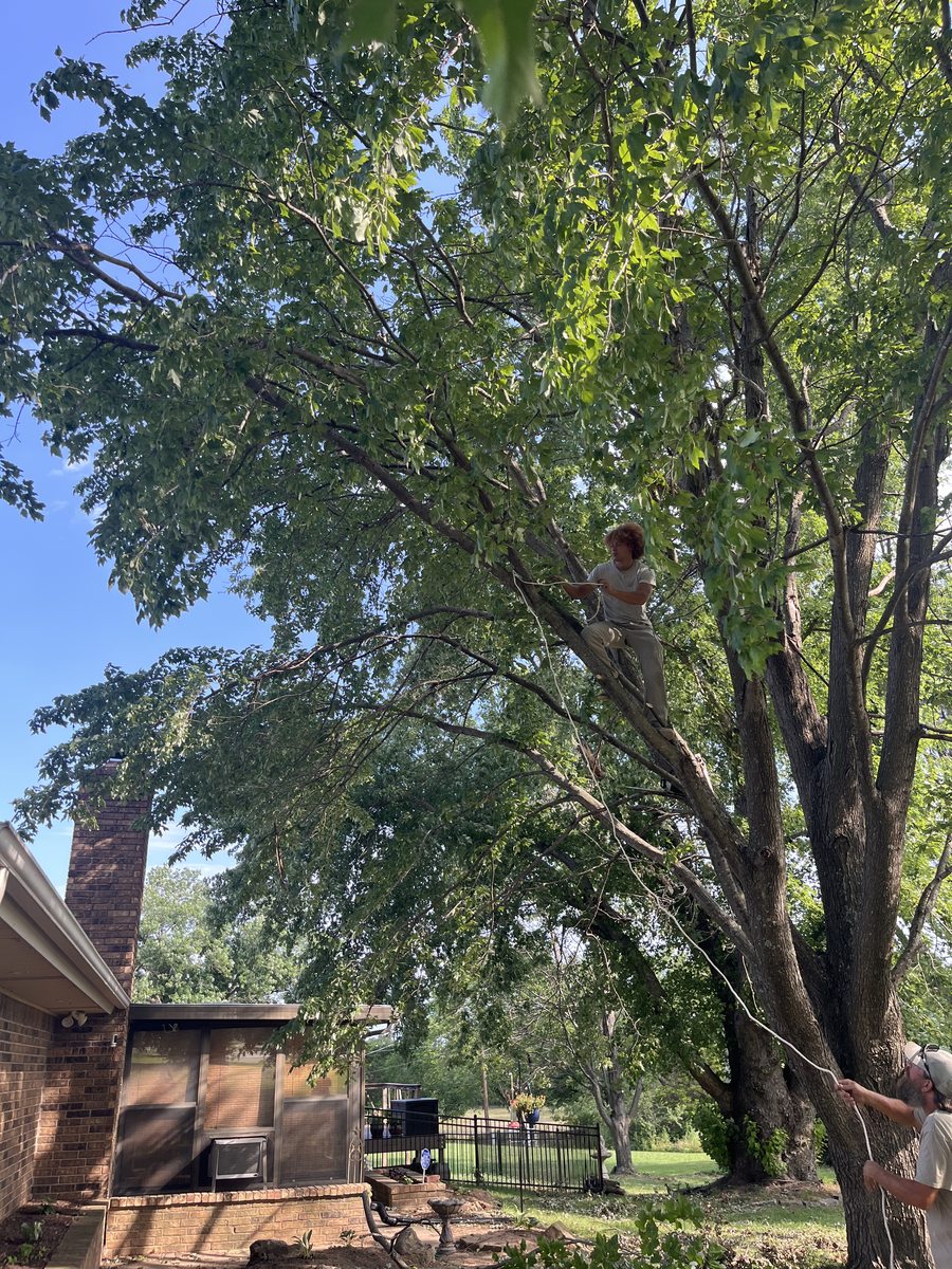 A Barco climber working aloft on rope in a large tree beside a brick house.